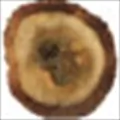 Vietnamese Oud